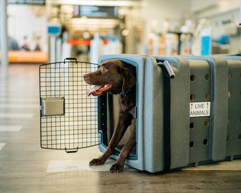 Dakota 283 Jet Stream Airline Approved Dog Crate