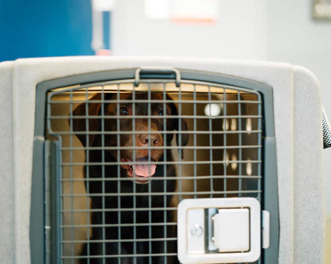 Dakota 283 Jet Stream Airline Approved Dog Crate
